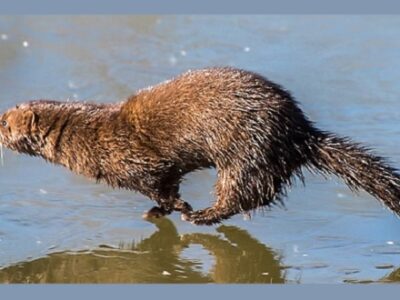 American Mink running at water's edge