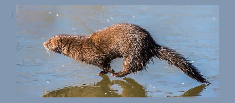 American Mink running at water's edge