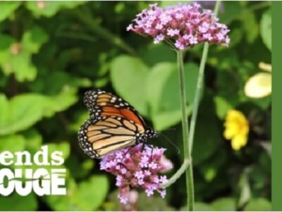 Monarch feeding on flower