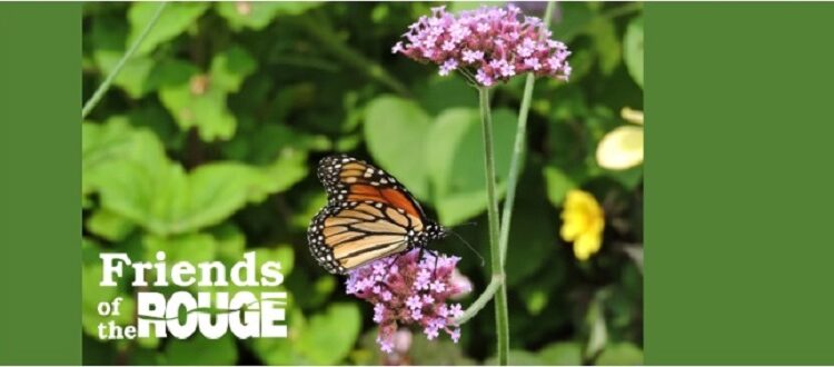 Monarch feeding on flower