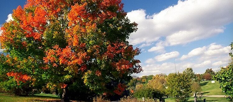 Sugar Maple colors in fall