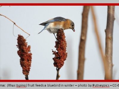 Staghorn sumac fruits feed a bludbird in winter