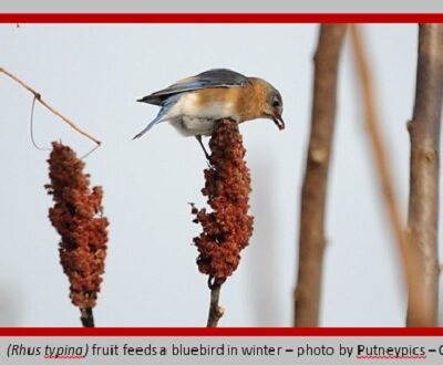 Staghorn sumac fruits feed a bludbird in winter