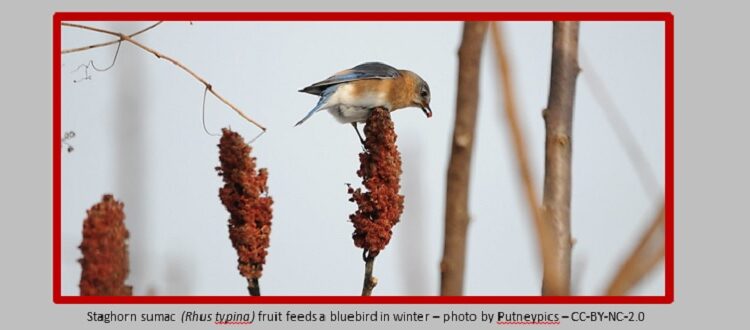 Staghorn sumac fruits feed a bludbird in winter