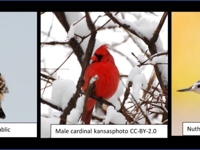 merlin-cardina-nuthatch