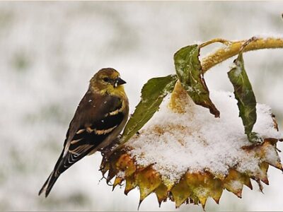 Winter goldfinch on sunflower - public domain