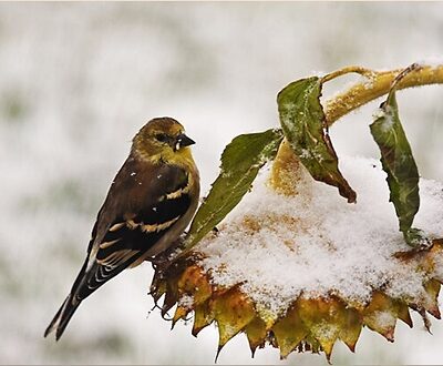 Winter goldfinch on sunflower - public domain