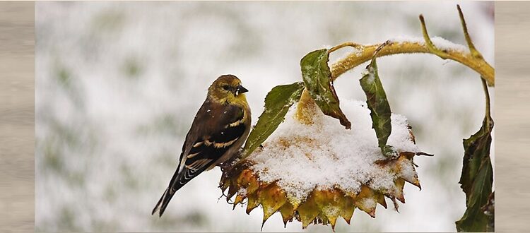 Winter goldfinch on sunflower - public domain