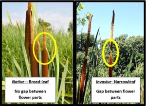 FLORA FEATURE – Standing Tall in the Winter Ice – Friends of the Rouge