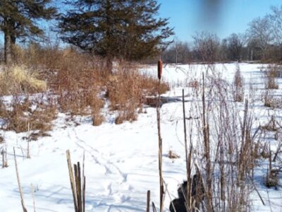 Cattails in Winter