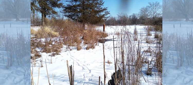 Cattails in Winter