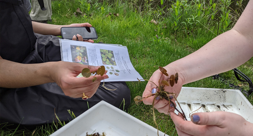 Aquatic Invasive Plant Monitoring Interns working to catalog plant samples