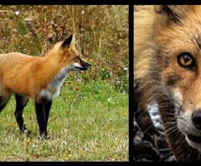 North American red fox by Dennis Jarvis CC-BY-SA-2.0 & pub domain