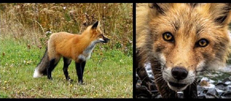 North American red fox by Dennis Jarvis CC-BY-SA-2.0 & pub domain