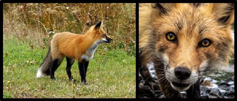CREATURE FEATURE – The Suburban Fox – Friends of the Rouge