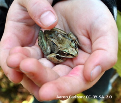 Recent rains may help breed new generation of tiny frogs