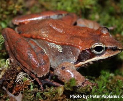 Wood Frog