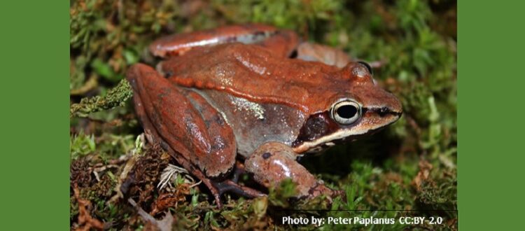 CREATURE FEATURE: The Early Frog gets the …. – Friends of the Rouge