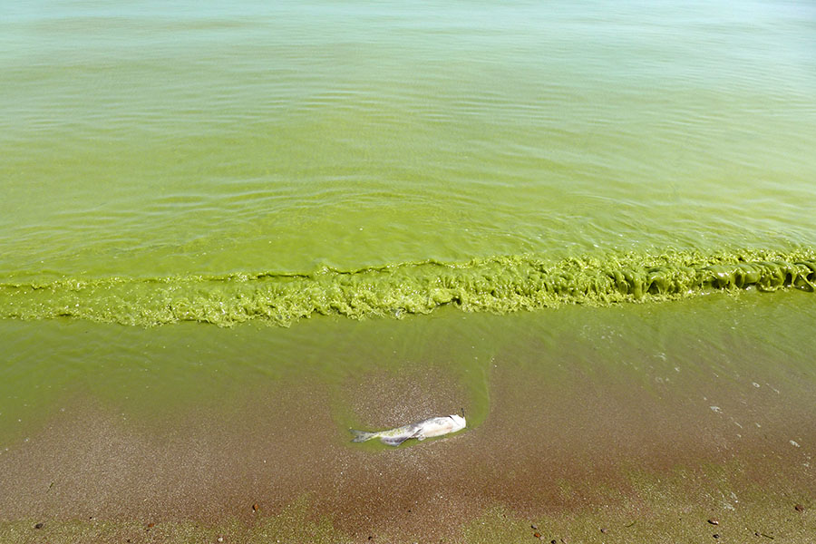 A fish lays dead on the beach as bright green, toxic algae filled waves crash on the stores of Lake Eerie.