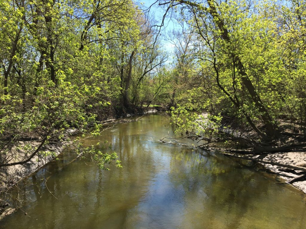 River lined with trees