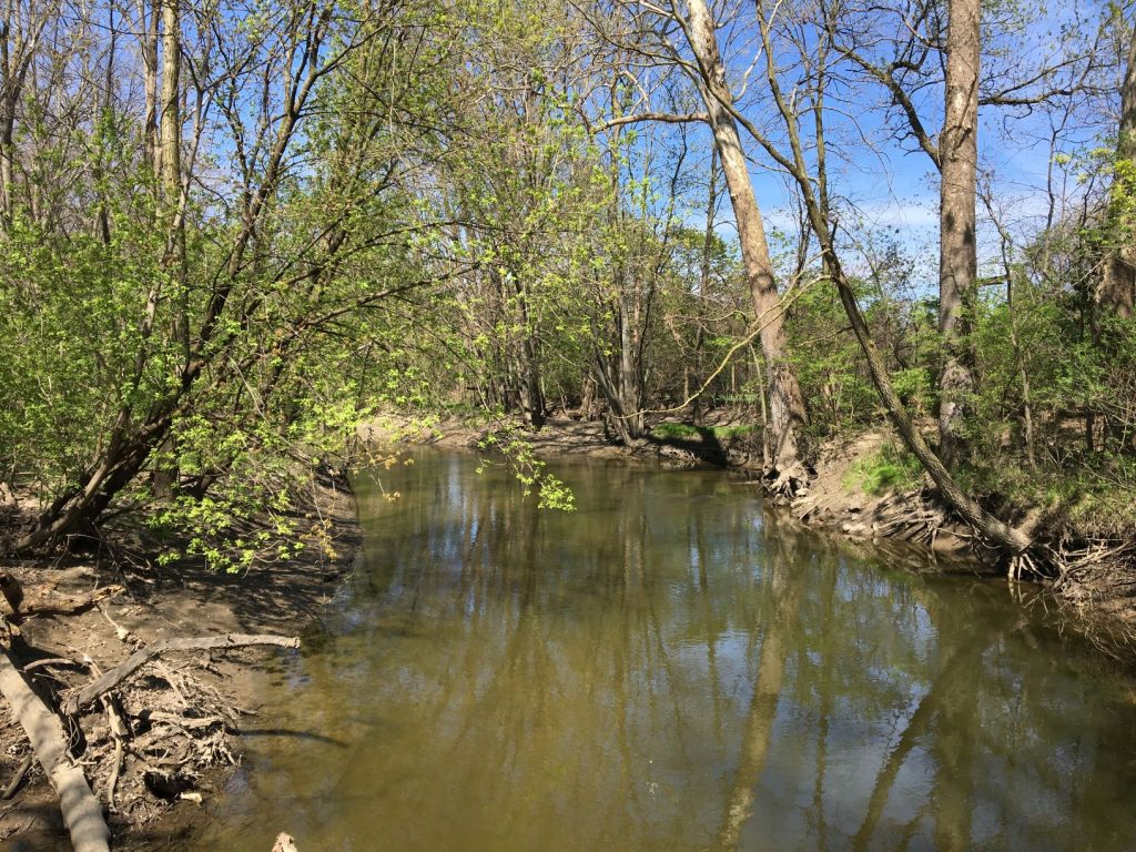 River lined with trees