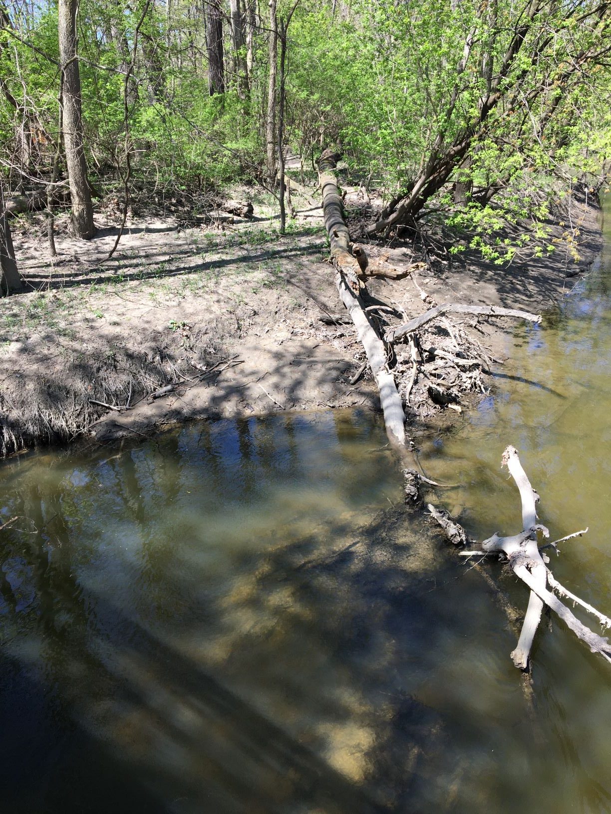 Muddy streambank