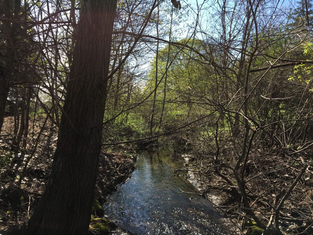 River photo with trees