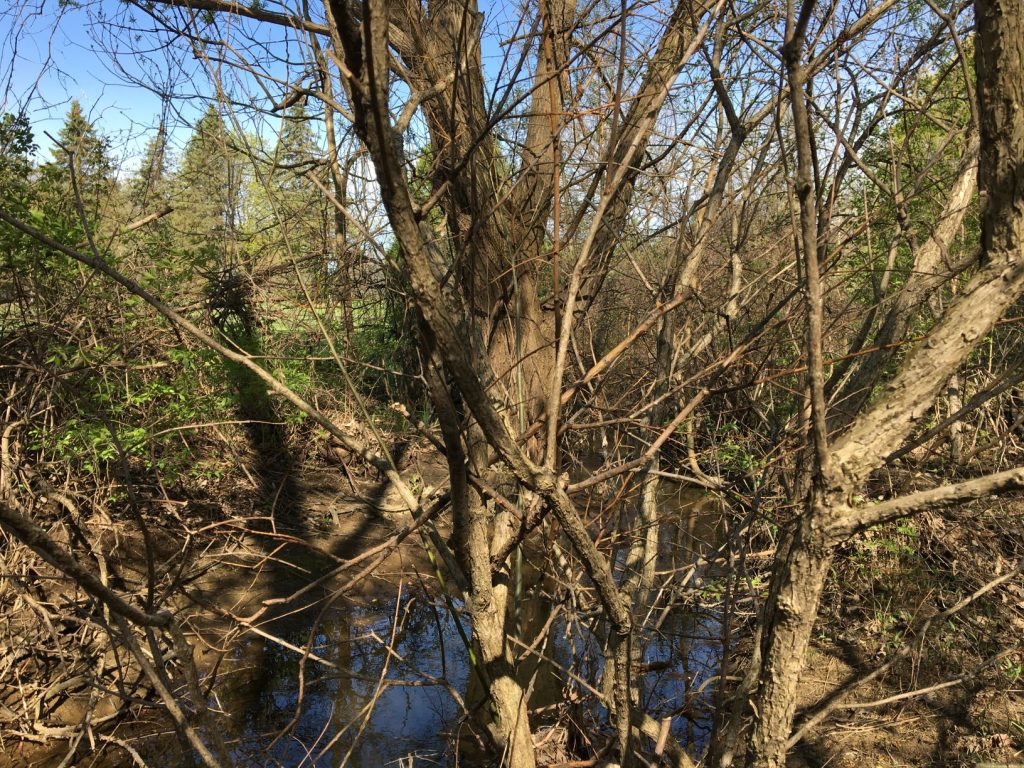 Trees with river behind