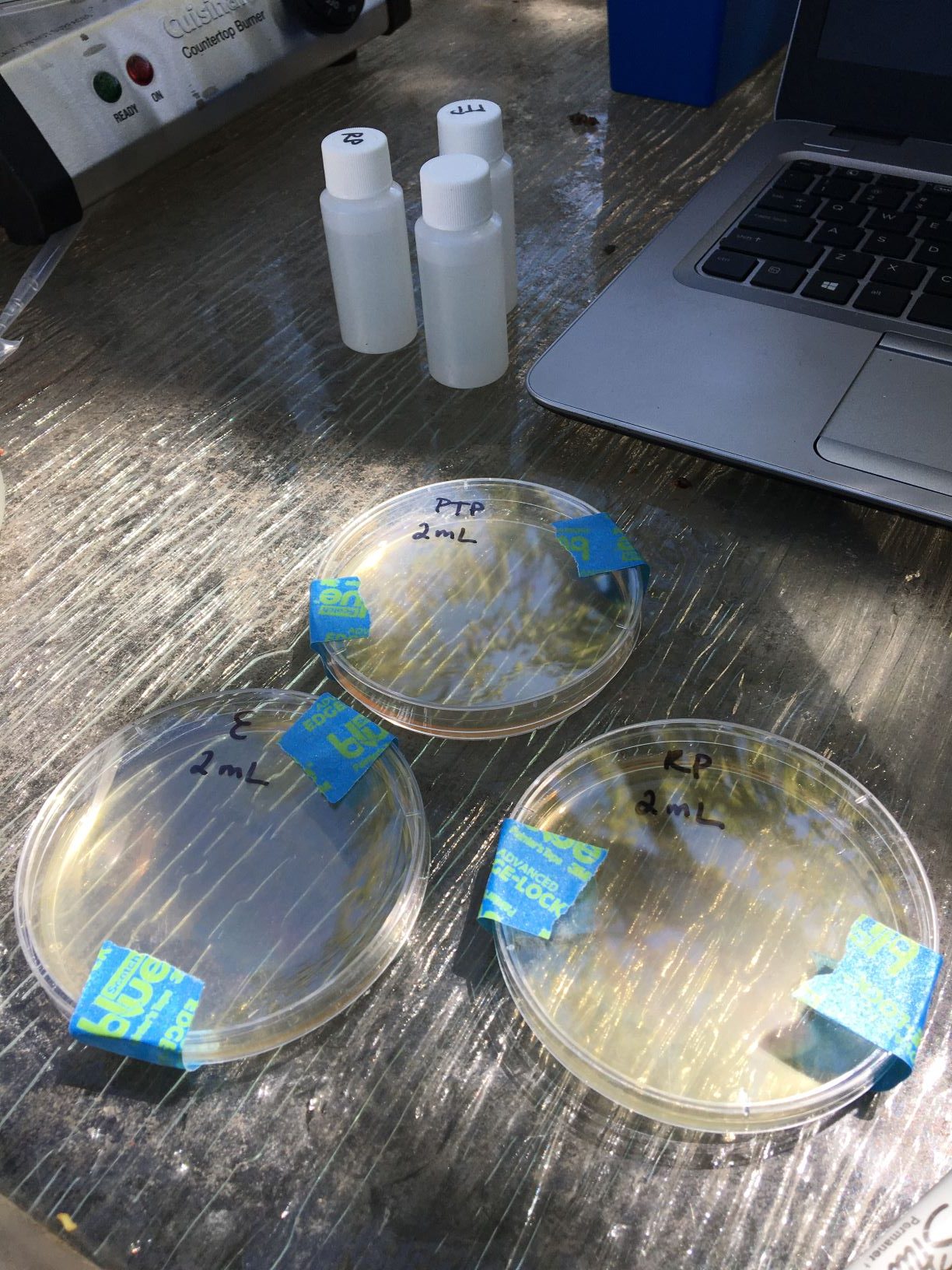 Plating fecal coliform petri dishes