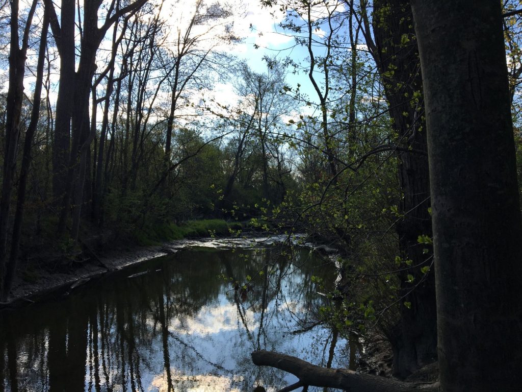 River with trees