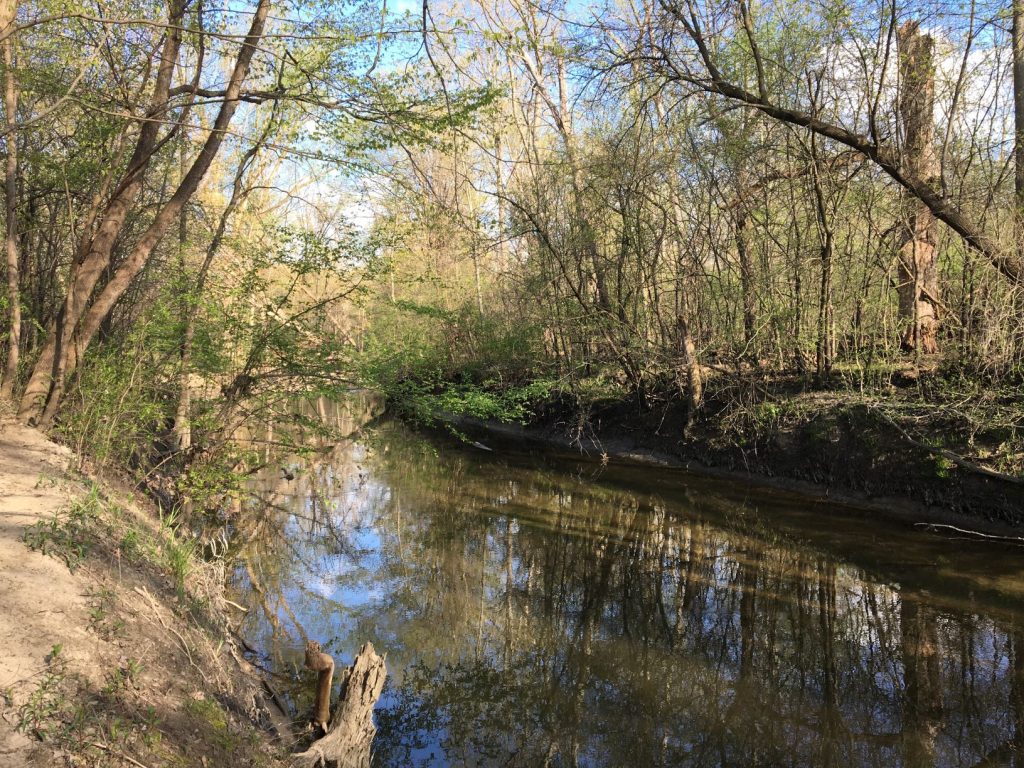 River with trees