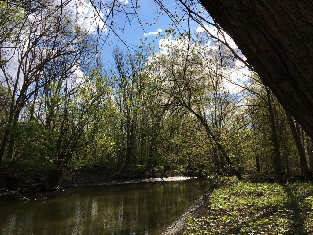 River with trees