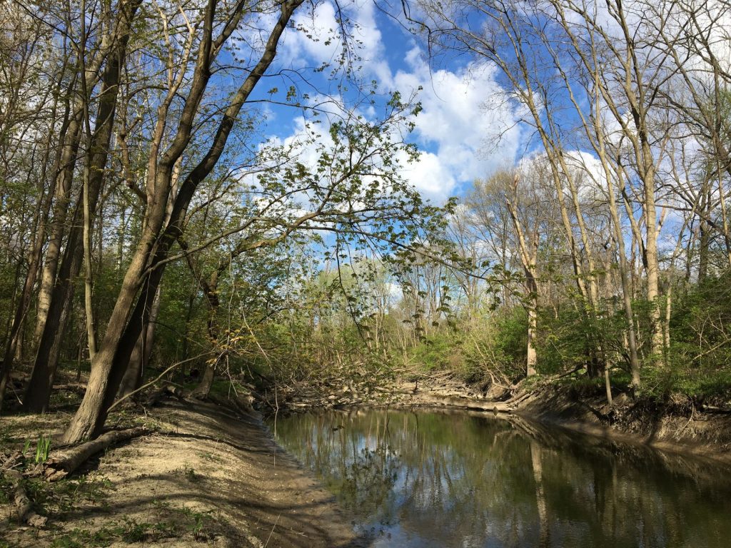 River with trees