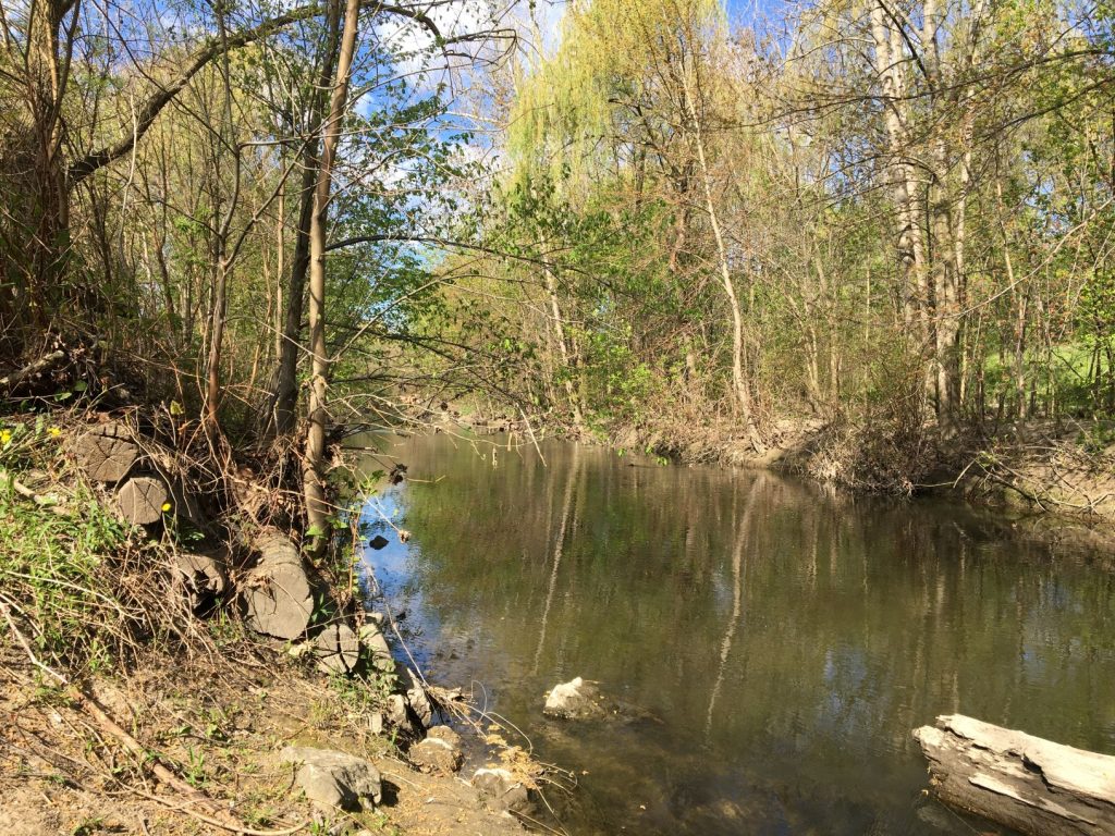 River lined with trees