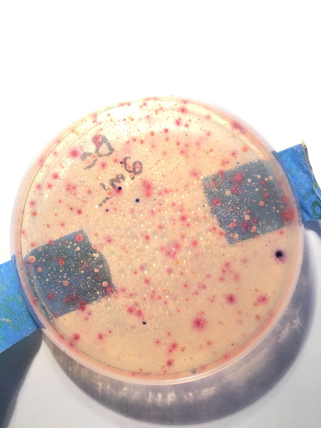 Petri dish