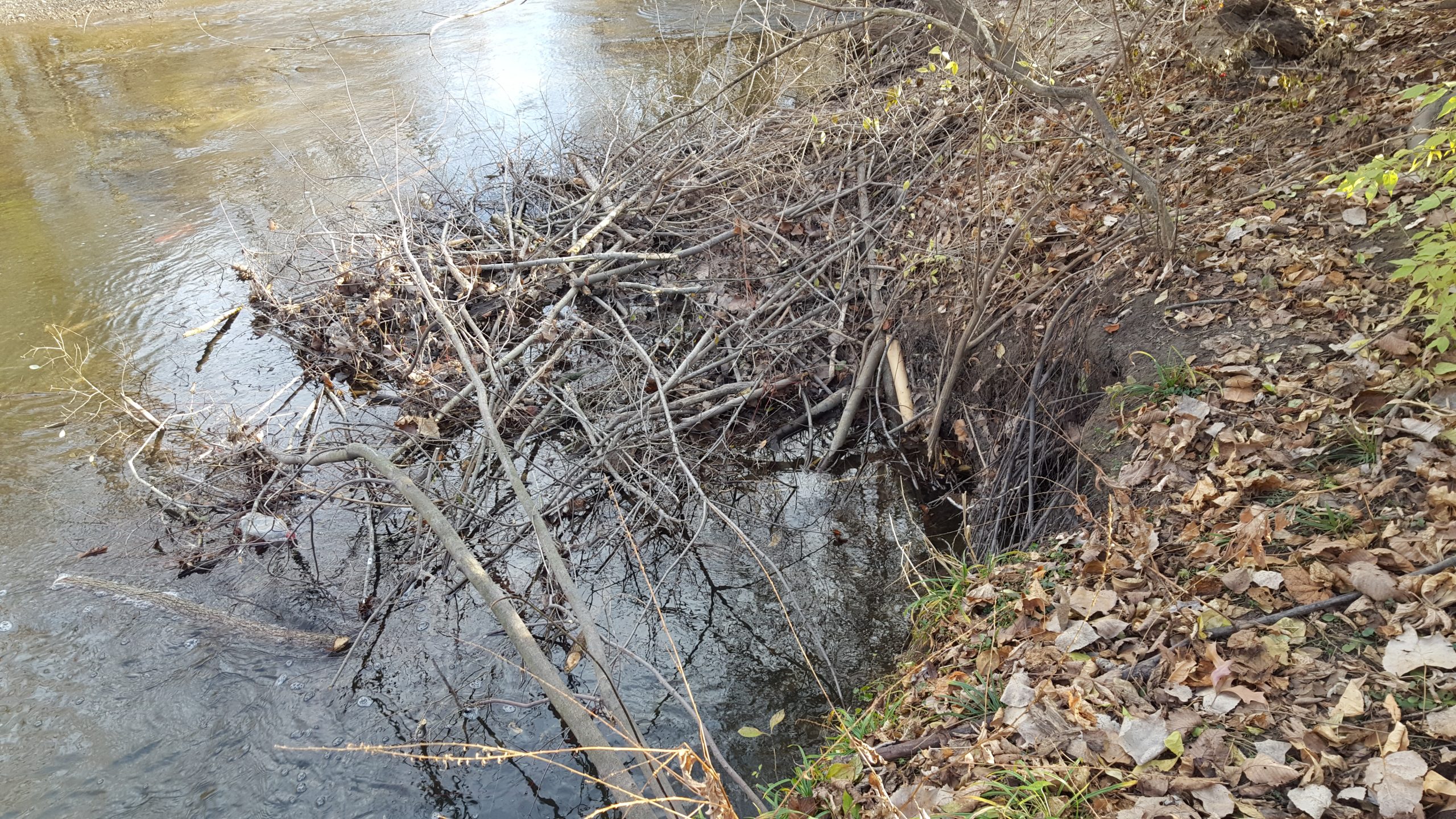 River den with winter stores