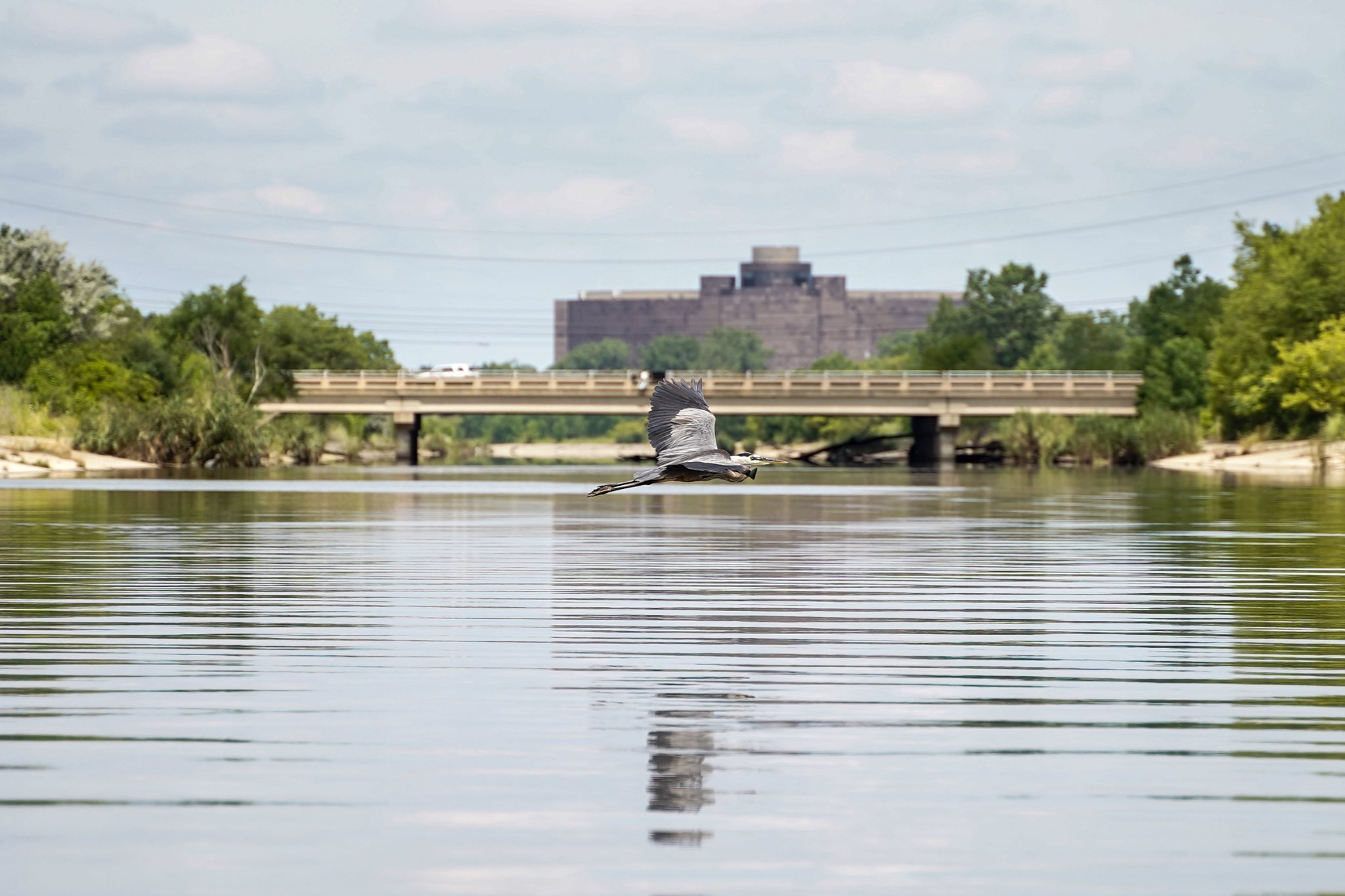 Bird flying low over a river