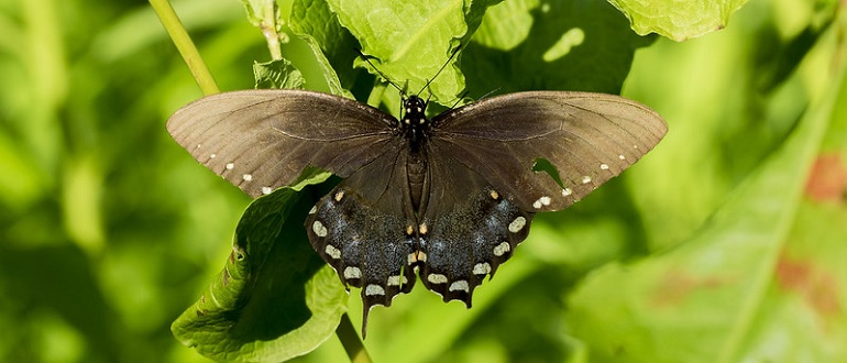 Spicebush Swallowtail Butterfly