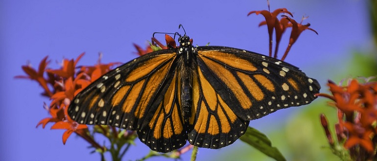 Monarch Butterfly