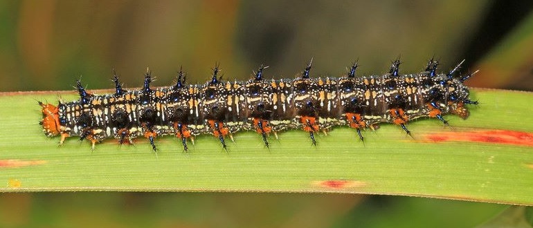 Common Buckeye Caterpillar