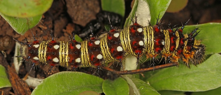 American Lady Caterpillar