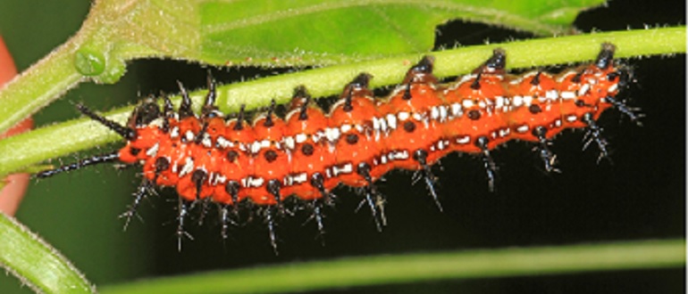 Variegated Fritillary Caterpillar