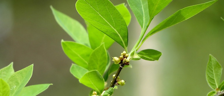 Spicebush