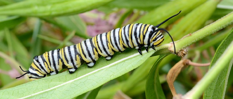 Monarch Caterpillar