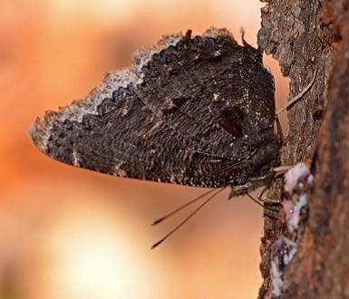 Mourning cloak with wings folded