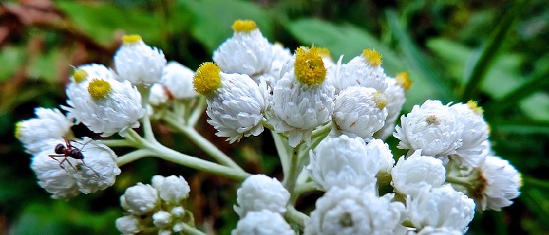 Pearly Everlasting