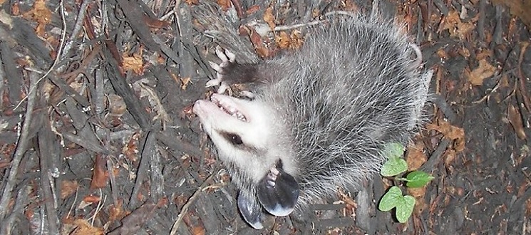 opossum