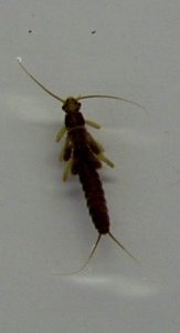 Slender Winter Stonefly (Capnid)