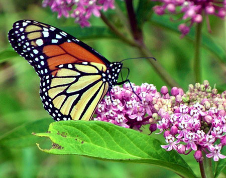 A Monarch Butterfly on a native Milkweed (a host plant)