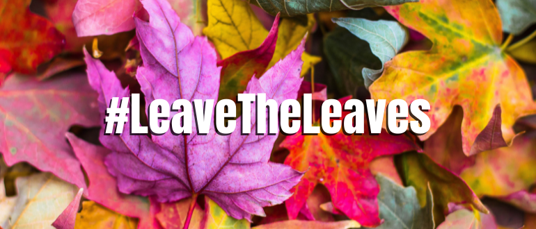 Leave the Leaves!